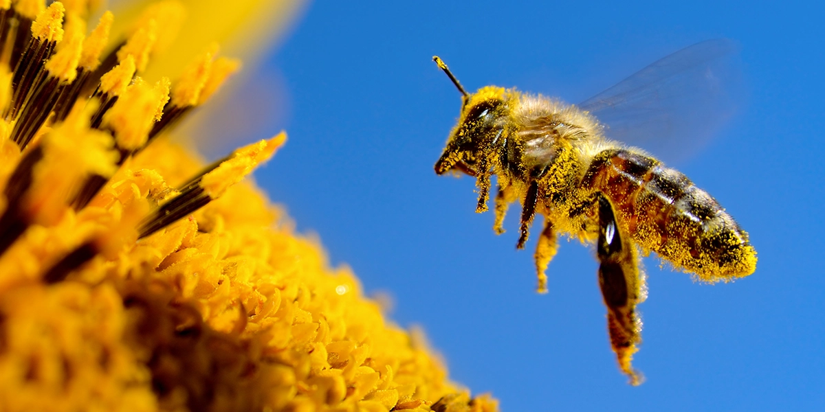 bee